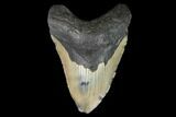 Fossil Megalodon Tooth - North Carolina #124960-1